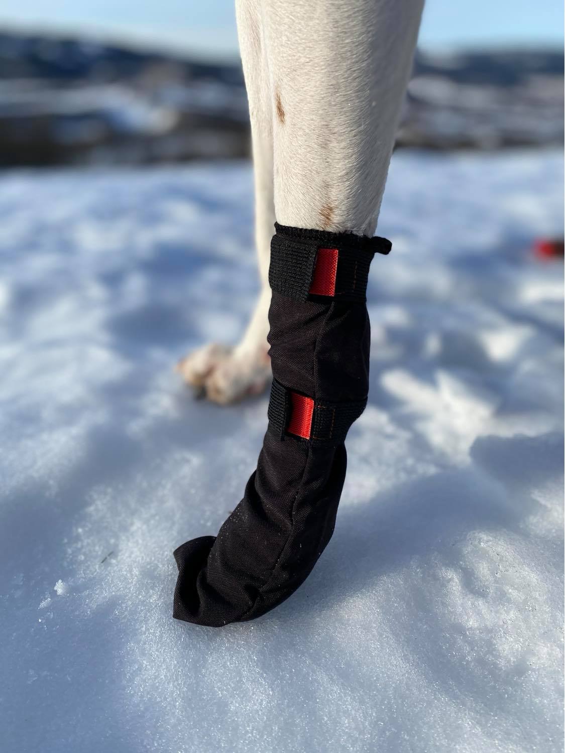 Hundsocka